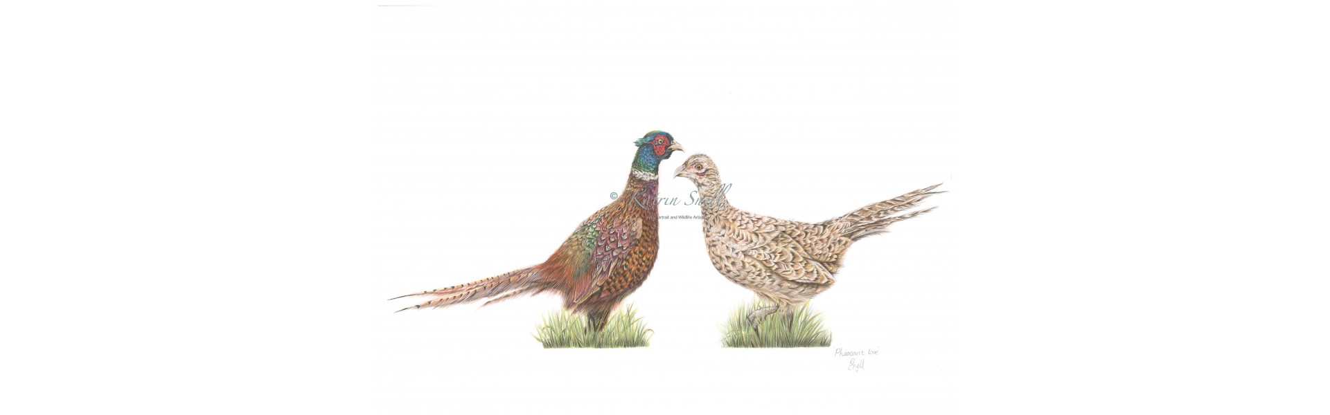 Pheasant love