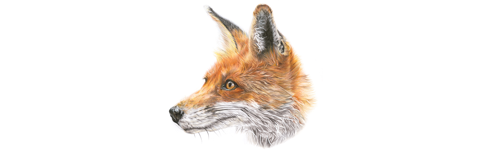 Mr Fox