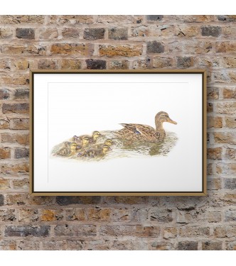 Mothers Little Ducklings, A4 Limited Edition Giclee Print  (Mounted)