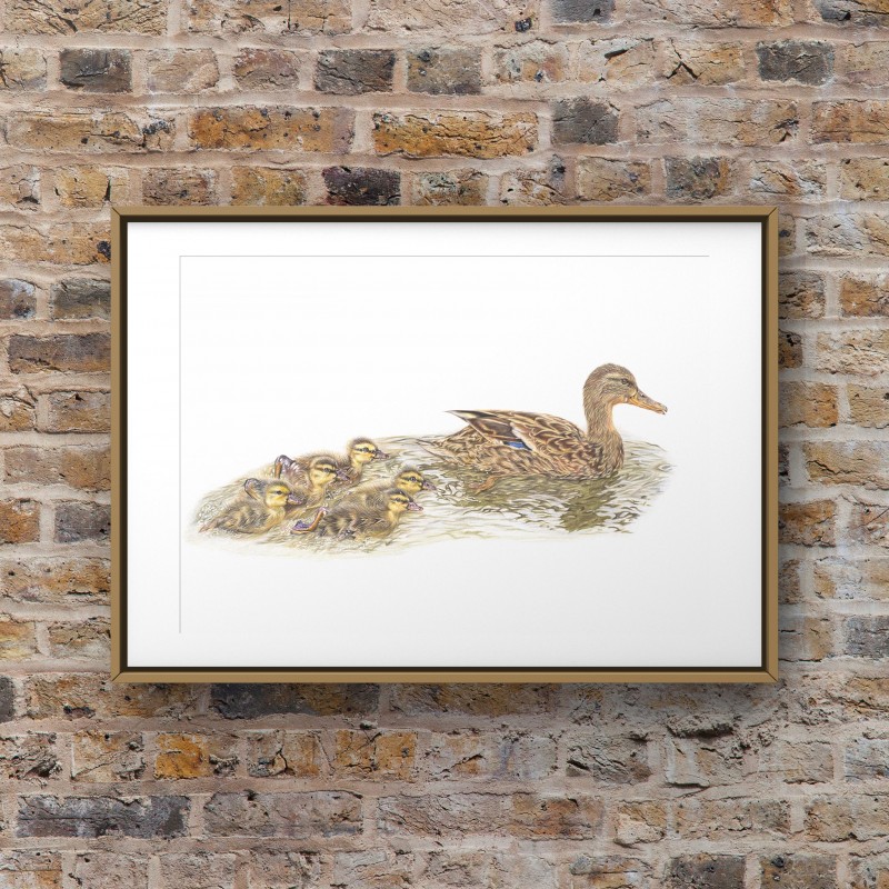 Mothers Little Ducklings, A4 Limited Edition Giclee Print  (Mounted) 
