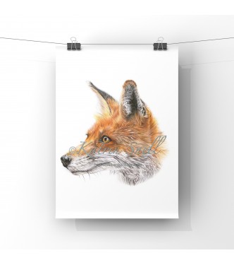 ‘Mr Fox’  A4 Limited Edition Giclee Print (unmounted)