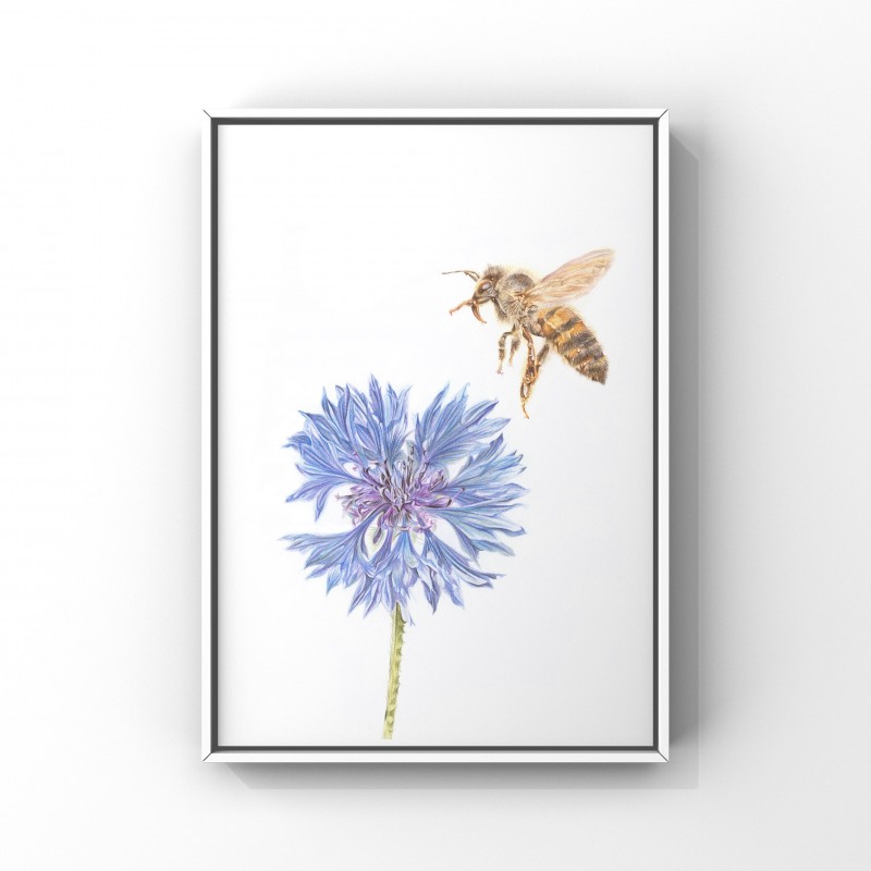 ‘Honey bee’ limited edition print