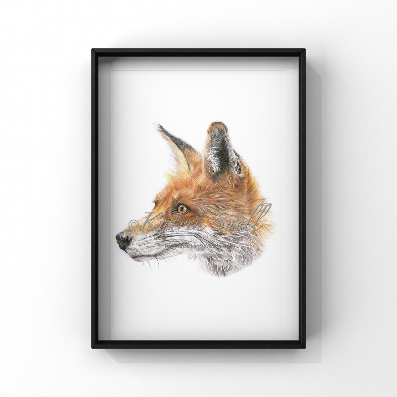 Mr Fox, A4 Limited Edition Giclee Print  (Mounted) 