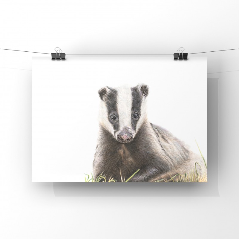 ‘Primrose’ Badger Limited Edition Gliclee Print (unmounted) 