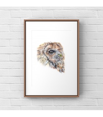 Owl, 8x6 Limited Edition Giclee Print (Mounted)