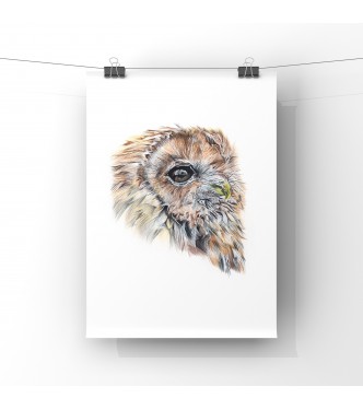 Owl, Limited Edition Giclee Print