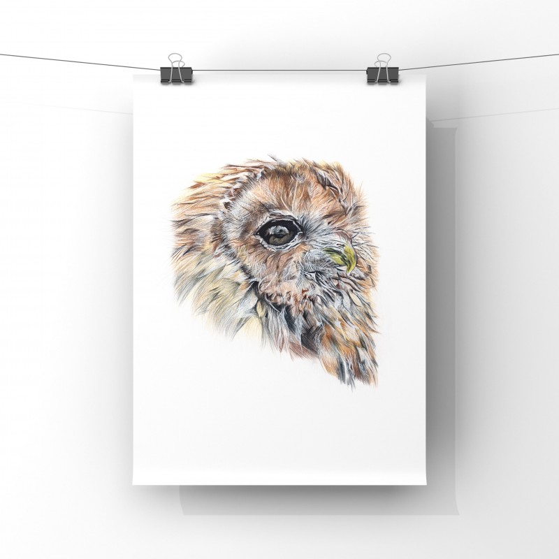 Owl, Limited Edition Giclee Print 