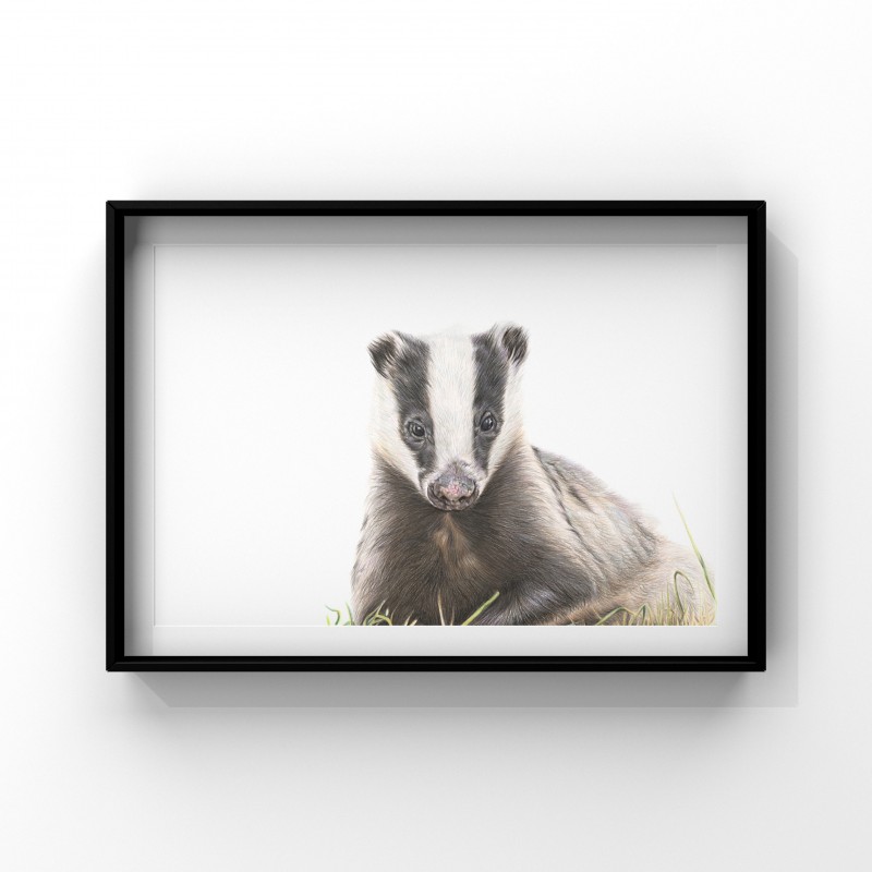 ‘Primrose’ Badger Limited Edition Print 
