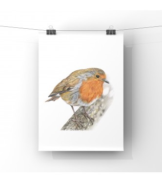 Rockin Robin, A4 Limited Edition Giclee Print (unmounted)