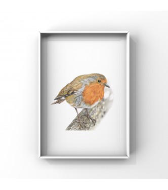 Rockin Robin, A4 Limited Edition Giclee Print (Mounted)  