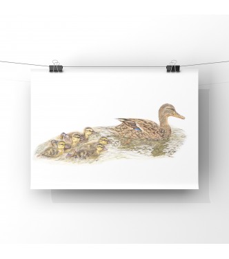 Mothers Little Ducklings, A4 Limited Edition Giclee Print (unmounted)