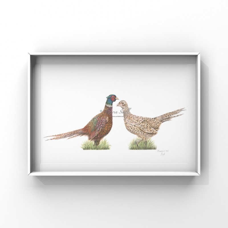 Pheasant Love, A4 Limited Edition Giclee  Print (Mounted)