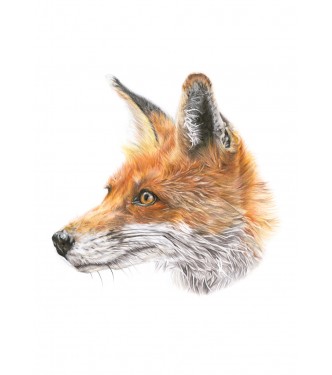 Mr Fox, A4 Limited Edition Giclee Print  (Mounted)